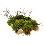 Nearly Natural 4851 Artificial Green Succulent Garden wirh Seashell