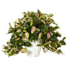 Nearly Natural 6311 16" Artificial Green Hoya in White Ceramic Vase