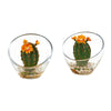 Nearly Natural 8677-S2 6' Artificial Green Flowering Cactus Plant in Glass Vase, Set of 2