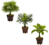 Nearly Natural 6325-S3 16.5" Artificial Green Assorted Mini Palm Trees in Planter, Set of 3