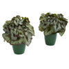 Nearly Natural 8201-S2 9" Artificial Green Rex Begonia Plant in Green Planter, Set of 2