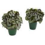 Nearly Natural 8201-S2 9" Artificial Green Rex Begonia Plant in Green Planter, Set of 2