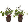 Nearly Natural 8996-S2 15" Artificial Green & Maroon Succulent Clover & Coffee Leaf Plant in Decorative Planter, Set of 2