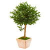 Nearly Natural 9312 3' Artificial Green Olive Topiary Tree in Terra Cotta Planter, UV Resistant (Indoor/Outdoor)