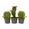 Nearly Natural P1055 14" Artificial Green Cactus Plant in Triple Metal Planter