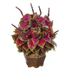 Nearly Natural P1007 23" Artificial Pink Coleus Plant in Decorative Planter