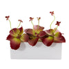 Nearly Natural P1293 11" Artificial Maroon Succulent Plant in White Planter