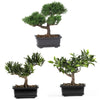 Nearly Natural 8.5`` Bonsai Silk Plant Collection (Set of 3)