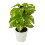 Nearly Natural P1649 9” Pothos Artificial Plant in White Planter (Real Touch)