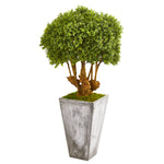 Nearly Natural 9771 51" Artificial Green Boxwood Topiary Tree in Cement Planter (Indoor/Outdoor)