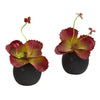 Nearly Natural 9`` Succulent Artificial Plant in White Planter (Set of 2)