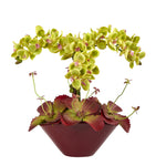 Nearly Natural 16`` Phalaenopsis Orchid and Succulent Artificial Arrangement in Vase