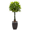 Nearly Natural 5978 5' Artificial Green Money Tree in Black Square Planter