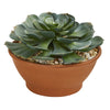 Nearly Natural 8652 7" Artificial Green Giant Echeveria Succulent Plant in Terra Cotta Planter