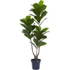 Nearly Natural 5449 65" Artificial Green Fiddle Leaf Tree, UV Resistant (Indoor/Outdoor)