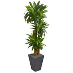 Nearly Natural 6437 5.5' Artificial Green Real Touch Cornstalk Dracaena Plant in Slate Planter