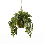 Nearly Natural 6738 24" Artificial Green Nepthytis Plant in Hanging Basket