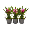Nearly Natural Triple Potted Bromeliad Artificial Plant in Decorative Planter