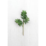 Kalalou CYF1073 Cactus Succulent