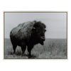 IMAX Worldwide Home Buffalo Framed Acrylic Wall Decor