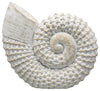 Sagebrook Home 16883 Resin, 7" Shell Table Accent, White