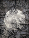 Nourison Tahoe Modern Contemporary Moon Area Rug
