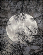 Nourison Tahoe Modern Contemporary Moon Area Rug